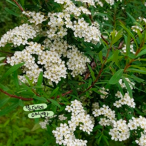 가는잎 조팝나무 [1포트] (복남이네 야생화 모종 스피레아 spirea), 1개