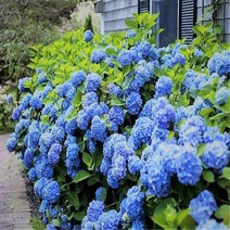 세종식물원 - 수국 엔들레스썸머 오리지널, 1개, 산성:푸른색,알카리성:분홍색