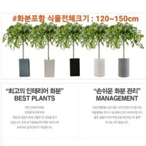 없음 [반값화분] MAIN-대형킹벤자민150(원조돈나무) 직접배송 축하화분 개업화분 거실화분 카페화분 인테리어화분 아레카야자 극락조 알로카시아 파키라 고무나무, 원통그레이
