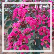 자엽배롱나무(분홍꽃) H1.2 개화주(분)