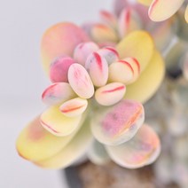 방울복랑 수박금 다육이 키우기 핑크다육 다육식물1-800, 단품, 1개