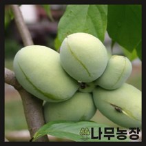 가성비 좋은 위실나무 중 인기 상품 소개