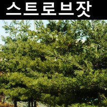 스트로브잣나무 묘목 실생3년 포트묘 3개/정원/공원/조경수