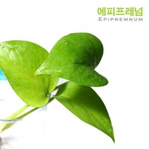 헬로아쿠아 모음)부상수초 물꼿이식물 수족관 어항장식용 수족관꾸미기, 13번) 스킨답서스 4뿌리