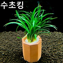 수초킹 키우기 쉬운 초보수초 애란 1포트