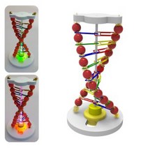 과학뉴 LED DNA 조명등-ZFA과학교구.과학키트.실험실습