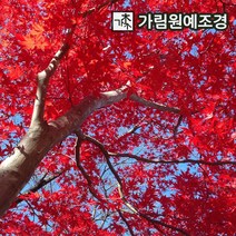 단풍나무 활엽수 가림원예조경, 출성성 삽목2년 (10개세트)