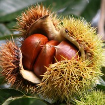 엄마마음 충남 공주밤 정안밤 햇밤 알밤 밤 [크기 대] 1kg 2kg 4kg 6kg 8kg