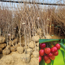 [모든원예조경] 체리나무 (좌등금) 결실주 분묘 체리묘목, 1개