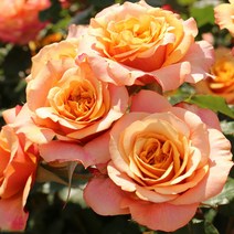 같이가치농원 명품독일장미특선 사계정원장미 (라빌라코타) 개화주