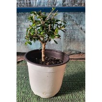 외목대 미니 토스카 올리브 나무 자가결실 크리스마스 트리