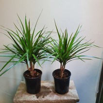 원플원 2개발송 드라세나 마지나타 그린 중품 119, 1개