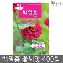 백일홍씨앗 중포장 400립, 백일홍중포장