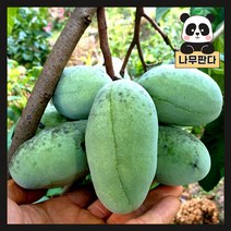 (나무판다) 포포나무 묘목 2년 장포트, 포포 2년 장포트, 1개