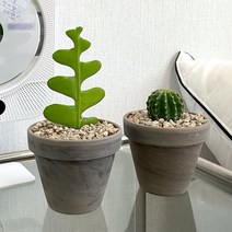 미니 선인장 다육식물 다육이 화분 독일토분 set 모카, 03.괴마옥
