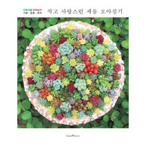 이노플리아 작고 사랑스런 세둠 모아심기 다육식물모아심기 기본 응용 관리