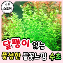 [수초스토어] 검역 라지 펄그라스 5촉 / 구피 새우 어항 수초 키우기 쉬운 예쁜 은신처 중경 후경 초보 풍성한 흑사 펄글라스 무이탄 치어 베타 열대어