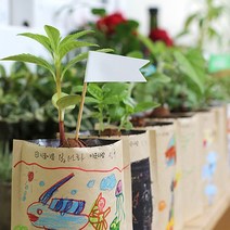 씨드볼 그림봉투화분 유치원 식목일 씨앗 키우기 키트, 6. 패랭이꽃