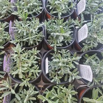 무배특가 묶음할인 20개발송 잉글리쉬라벤다 소품 야생화 월동식물 허브 102525