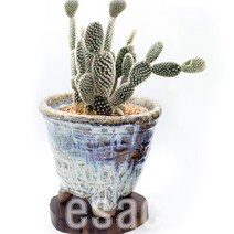 자체상품 도자기 C 456, 도자기 C6