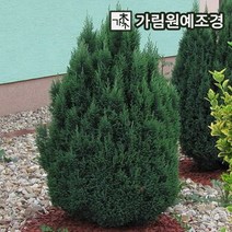 엘우디 상록수 정원수 가림원예조경, 키100cm 분묘, 1개