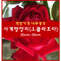착한가격 나무생각 / 사계땅장미 / 포트 / 개화주, 루지메이앙, 9999개