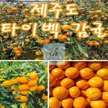 제주도_직배송_타이백감귤_로얄과_10kg 3BC6, 상세페이지 참조