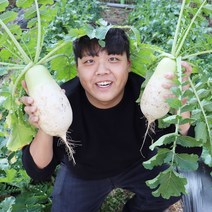 강원도 햇무 생무 흙무 김장무 동치미무 무 10kg, 푸 강원도 양구 무 10kg  13개내외