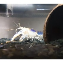 블루 크로우 치가재 2마리 (블크) 세트 3개