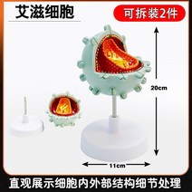 인체모형 HIV 세포 모형 교습 병변 세포 생물학 수업, HIV 세포 모델