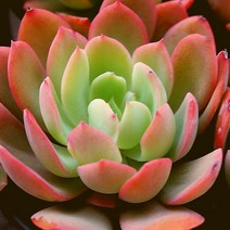 러우 1217-06 예쁜다육 랜덤발송, 단품