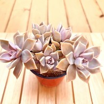 러브코리아 분홍 용월(5두이상) 키우기 쉬운 6-50랜덤발송, 단품