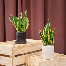 [1+1 이벤트] 실내 습도조절 미세먼지 제거 키우기 쉬운 음지식물 실내공기정화식물 산세베리아 선물용 소형화분, 화이트+화이트