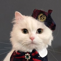 모모스페이스 베레모 유치원 모자 교복 강아지 고양이 애견 소형 대형견 스쿨룩, 그린