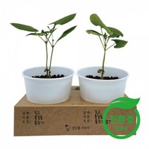 친환경 강낭콩 화분키우기 유아 유치원 모종 씨앗 재배