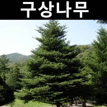 구상나무 키1.5m(분) 1개/나무 묘목/상록수/조경용