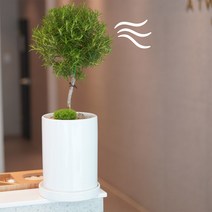 향기듬뿍 중형 로즈마리 개업 승진 생일 축하 화분, 1개, 혼합색상