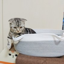 고양이 숨숨집 침대 쫑긋 바구니 하우스 코튼 바스켓 은신처 해리스힐, 타원형L