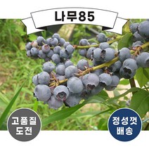 (나무85) 블루베리 챈들러 2년 포트