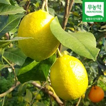 (자연마을) 무농약 제주 레몬 1.4kg(7-14과) 2.5kg(11-23과)