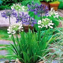 유럽 아가판서스 숙근 뿌리 특선, 아가판서스 04. 피터팬