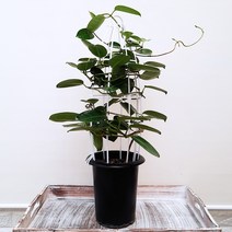 [꽃파는농부] 인테리어로 연출하기 좋은 넝쿨자스민(마다가스카르 자스민), 대품(너비:20cm/높이:70cm)