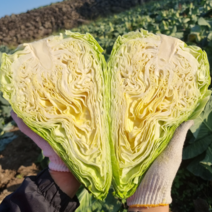 제주 꼬깔양배추 고깔양배추 3kg 당일수확 농장직송, 5kg