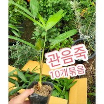 관음죽 10개묶음/관음죽 꽃은 행운을 가져다 준다고