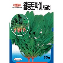 (씨앗) 월동토박이시금치 - 재래종 시금치 - 조선시금치 - 월동시금치 - 시금치 씨앗 종자 - 텃밭용 소포장 - 35g