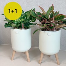 (1+1) 밀다 저면관수 예쁜 플라스틱 인테리어 삼발 화분