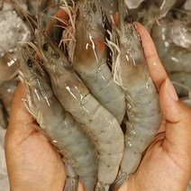 사계절활새우 활흰다리새우 생물흰다리새우 흰다리새우생물, 500g, 1개