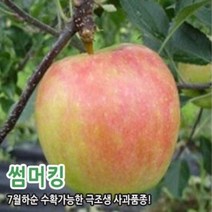 사과 썸머킹 자근묘m9 화분묘