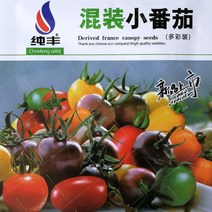 사계절 방울토마토 씨앗 혼합 진주 앵두 토마토 씨앗 성녀과 분재 가을 베란다 오색 토마토 약 200알 2봉지 원형+비료 배달, 혼합 토마토 200 곡물 (원본+배달)