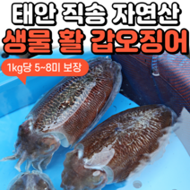 [새벽조업 당일발송] 제철 서해안 활 생물 갑오징어 숙회 볶음 통찜용 1kg 2kg 3kg, 3. 갑오징어 3kg